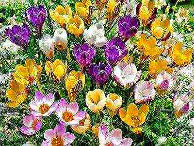 crocuses พันธุ์ที่ดีที่สุด