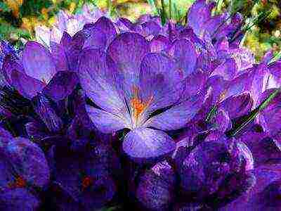 crocuses พันธุ์ที่ดีที่สุด