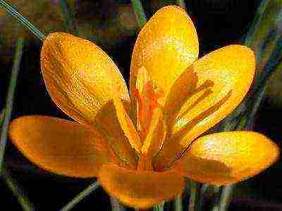 crocuses พันธุ์ที่ดีที่สุด