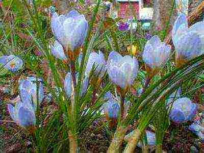 crocuses พันธุ์ที่ดีที่สุด