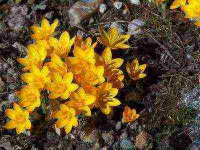 crocuses พันธุ์ที่ดีที่สุด