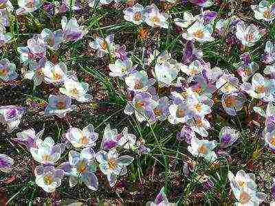 the best varieties of crocuses