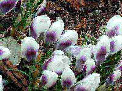 crocuses พันธุ์ที่ดีที่สุด