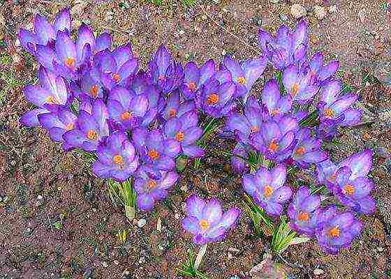 crocuses พันธุ์ที่ดีที่สุด