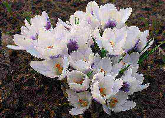 crocuses พันธุ์ที่ดีที่สุด