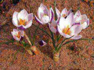 crocuses พันธุ์ที่ดีที่สุด