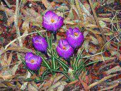 crocuses พันธุ์ที่ดีที่สุด