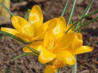 crocuses พันธุ์ที่ดีที่สุด