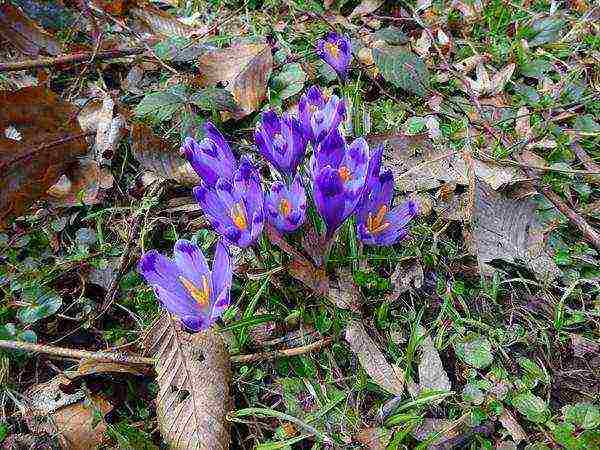 crocuses พันธุ์ที่ดีที่สุด