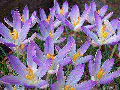 crocuses พันธุ์ที่ดีที่สุด