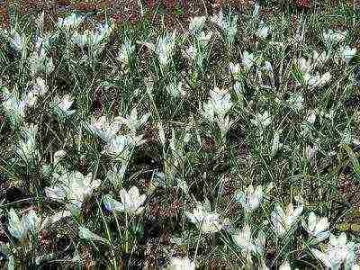 the best varieties of crocuses