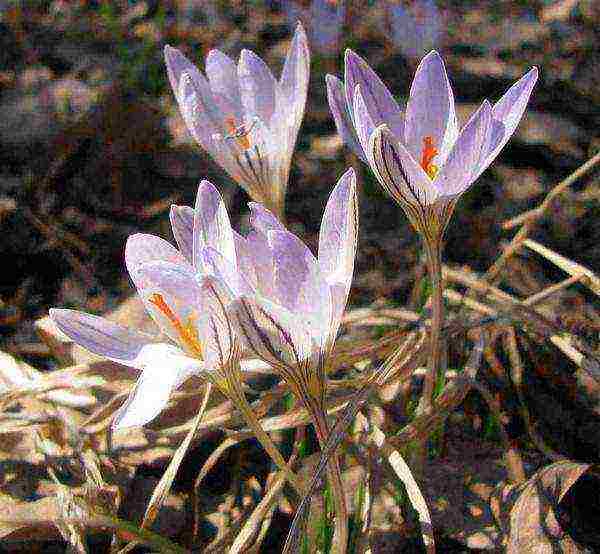 ang pinakamahusay na mga pagkakaiba-iba ng crocus