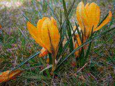 crocuses พันธุ์ที่ดีที่สุด