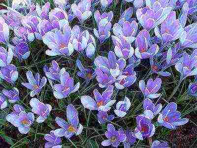 crocuses พันธุ์ที่ดีที่สุด