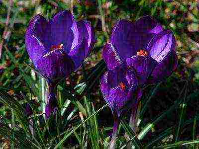 crocuses พันธุ์ที่ดีที่สุด