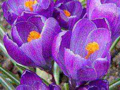 crocuses พันธุ์ที่ดีที่สุด