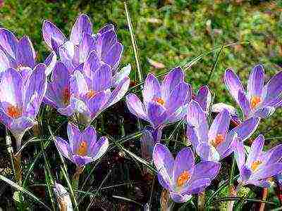 crocuses พันธุ์ที่ดีที่สุด