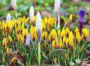 crocuses พันธุ์ที่ดีที่สุด