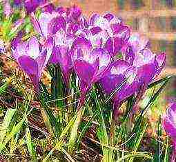 crocuses พันธุ์ที่ดีที่สุด