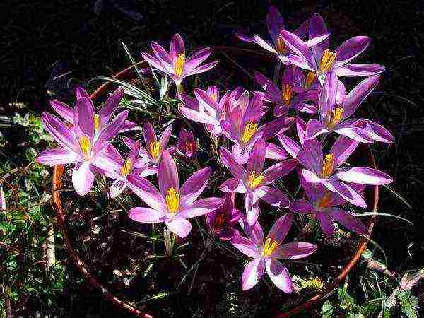 crocuses พันธุ์ที่ดีที่สุด