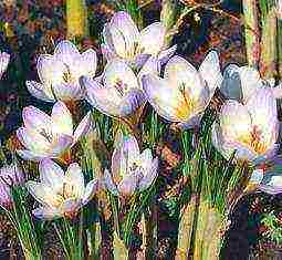 crocuses พันธุ์ที่ดีที่สุด