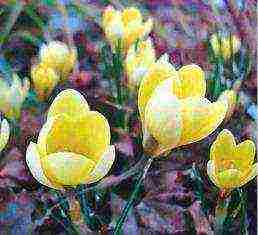 crocuses พันธุ์ที่ดีที่สุด