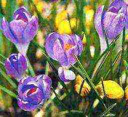 crocuses พันธุ์ที่ดีที่สุด