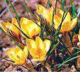 crocuses พันธุ์ที่ดีที่สุด