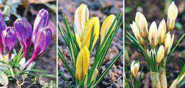 crocuses พันธุ์ที่ดีที่สุด