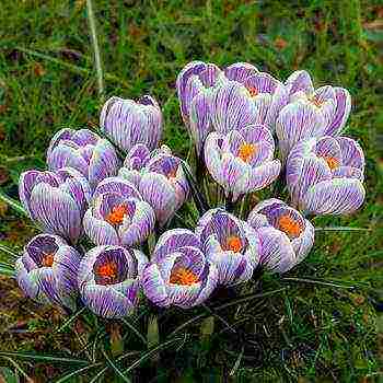 crocuses พันธุ์ที่ดีที่สุด