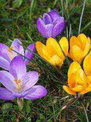 crocuses พันธุ์ที่ดีที่สุด