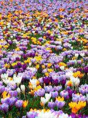 crocuses พันธุ์ที่ดีที่สุด