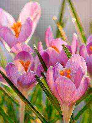 crocuses พันธุ์ที่ดีที่สุด