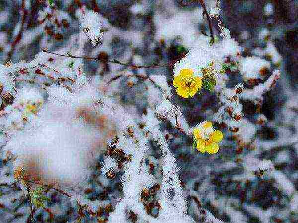 the best varieties of Potentilla