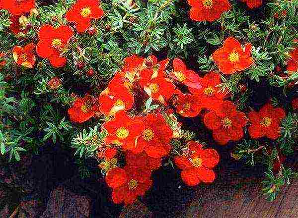 the best varieties of Potentilla