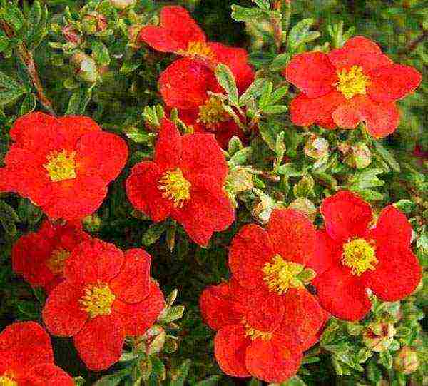 the best varieties of Potentilla