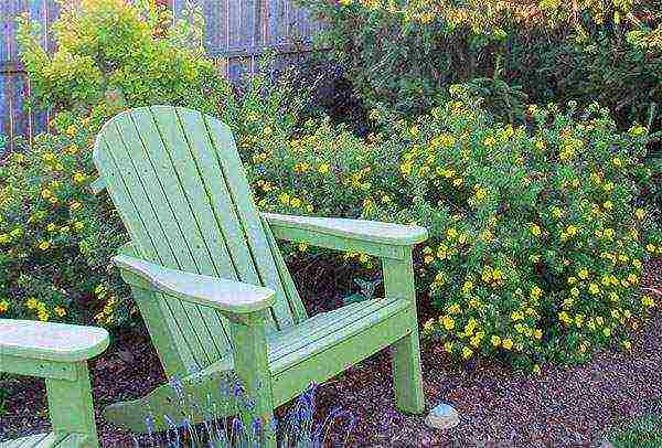 the best varieties of Potentilla