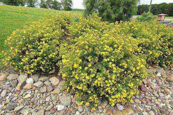 ang pinakamahusay na mga pagkakaiba-iba ng Potentilla