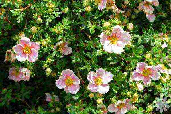 the best varieties of Potentilla