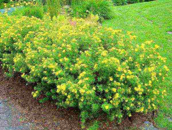 the best varieties of Potentilla