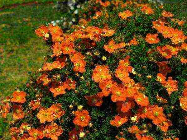 ang pinakamahusay na mga pagkakaiba-iba ng Potentilla