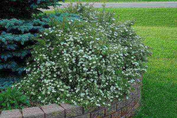 the best varieties of Potentilla