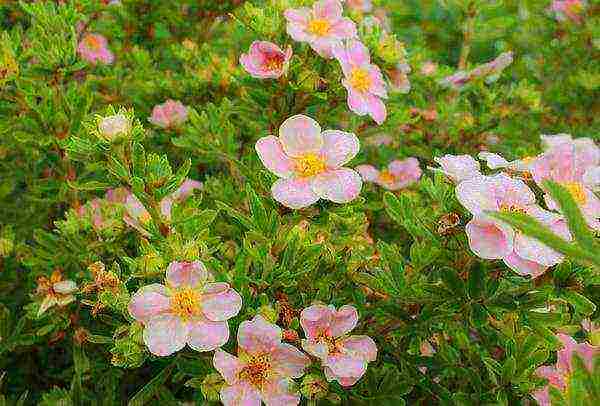 the best varieties of Potentilla