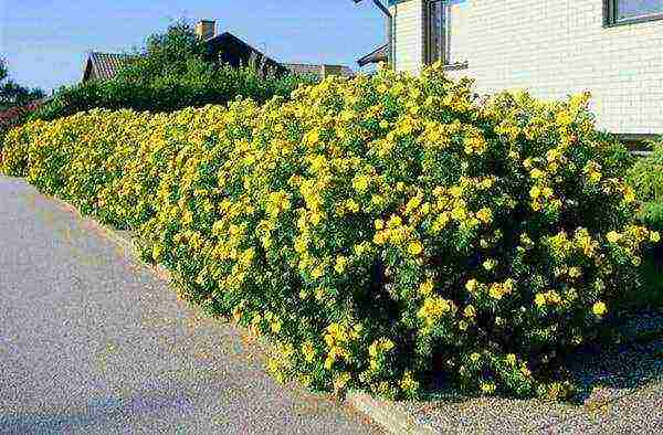 the best varieties of Potentilla