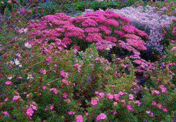 the best varieties of Potentilla