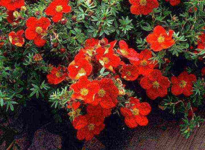 the best varieties of Potentilla