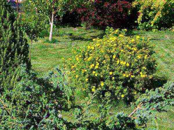 the best varieties of Potentilla