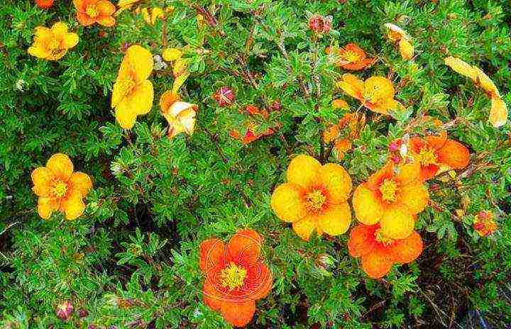 the best varieties of Potentilla