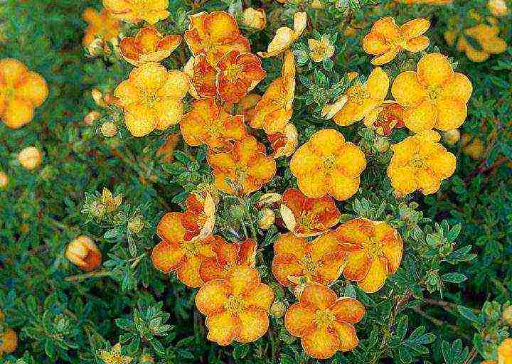 the best varieties of Potentilla