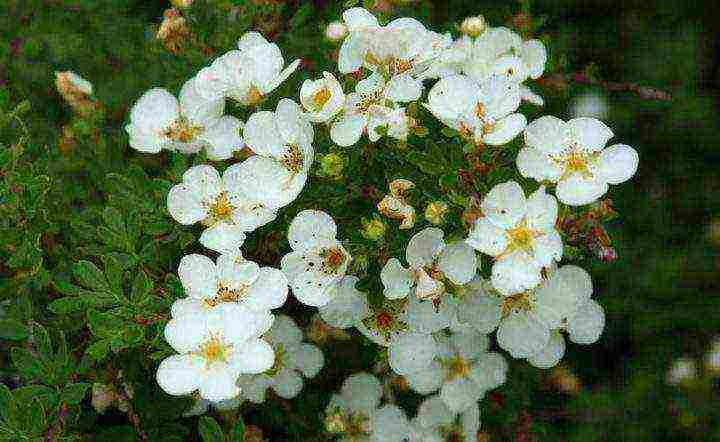 the best varieties of Potentilla